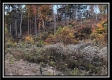 Tract 1 - Huston Hills property photo