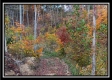 Tract 1 - Huston Hills property photo
