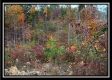Tract 1 - Huston Hills property photo