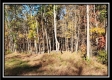 Timber View Cabin at Winner Lane property photo