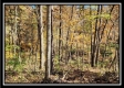 Timber View Cabin at Winner Lane property photo
