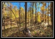 Timber View Cabin at Winner Lane property photo