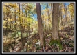Timber View Cabin at Winner Lane property photo