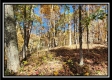 Timber View Cabin at Winner Lane property photo