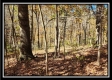 Timber View Cabin at Winner Lane property photo