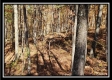 Timber View Cabin at Winner Lane property photo