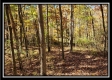 Timber View Cabin at Winner Lane property photo