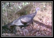 1612 Possum Trot Rd property photo