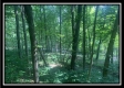 Tract 3 - The Woods at Potts Hill property photo