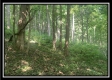 Tract 3 - The Woods at Potts Hill property photo