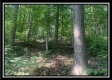 Tract 3 - The Woods at Potts Hill property photo