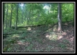 Tract 3 - The Woods at Potts Hill property photo