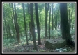 Tract 3 - The Woods at Potts Hill