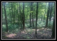 Tract 3 - The Woods at Potts Hill property photo