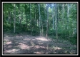 More of Tract 3 - The Woods at Potts Hill