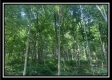 More of Tract 3 - The Woods at Potts Hill