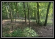 More of Tract 3 - The Woods at Potts Hill