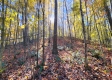 Tract 6 - The Woods at Blue Creek property photo