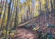 Tract 6 - The Woods at Blue Creek property photo
