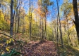 Tract 6 - The Woods at Blue Creek property photo