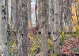 More of Tract 6 - The Woods at Blue Creek