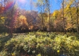 Tract 6 - The Woods at Blue Creek property photo
