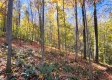 More of Tract 6 - The Woods at Blue Creek