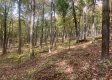 More of Tract 13 at Potts Hill