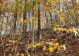 More of Tract 5 - Blue Creek