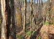Tract 5 - Blue Creek property photo