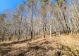 Tract 1 - The Woods at Blue Creek property photo