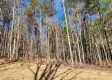 More of Tract 1 - The Woods at Blue Creek
