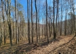 Tract 1 - The Woods at Blue Creek property photo