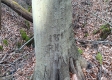 Tract 2 at The Caves at Callaway property photo