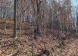 Tract 3 - The Woods at Blue Creek property photo