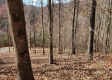 More of Tract 3 - The Woods at Blue Creek