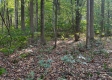 Blue Jay Cabin property photo