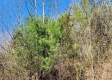 Lot 3 at Scenic View Subdivision property photo