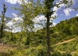 Tract 11 – Huston Hills property photo