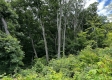 Tract 15 - Huston Hills property photo