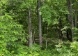 More of Tract 16 - Huston Hills