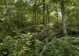 Tract 23 at The Woods on Wayne National Forest property photo