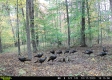 More of Tract 23 at The Woods on Wayne National Forest