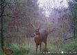 Tract 23 at The Woods on Wayne National Forest property photo
