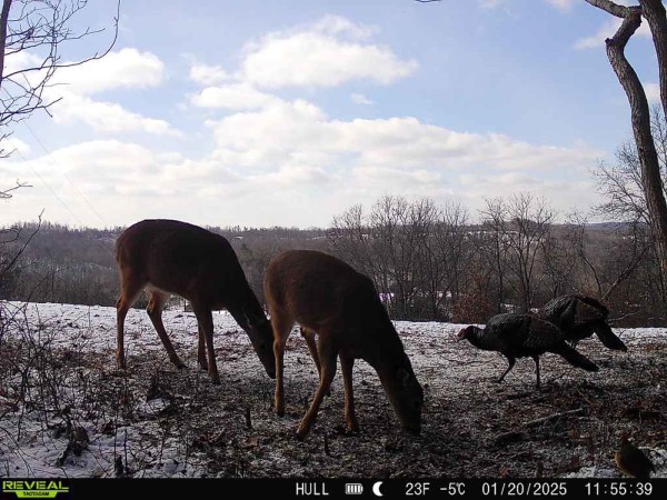 Pigeon Creek Retreat on Woods at Wayne Forest  property photo