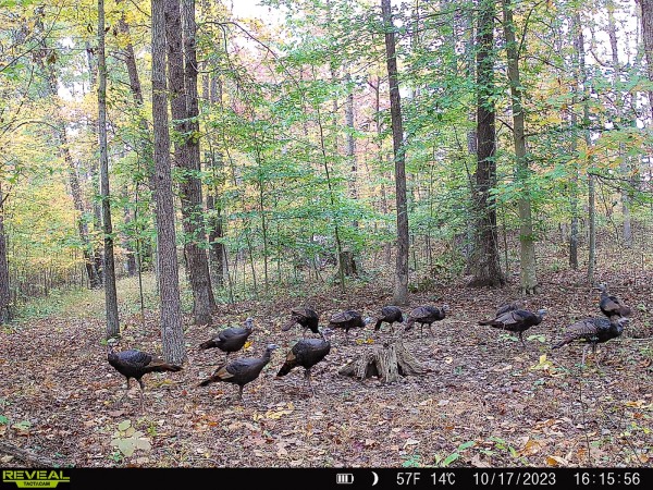 Tract 4 at The Woods on Wayne National Forest property photo
