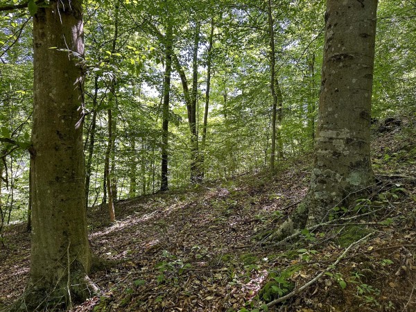 More of Tract 4 at The Woods on Wayne National Forest
