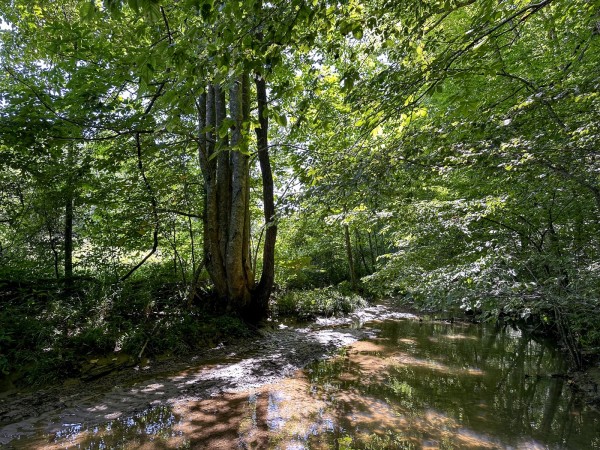 Tract 4 at The Woods on Wayne National Forest property photo