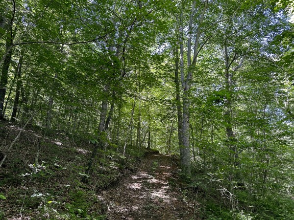 Tract 4 at The Woods on Wayne National Forest property photo