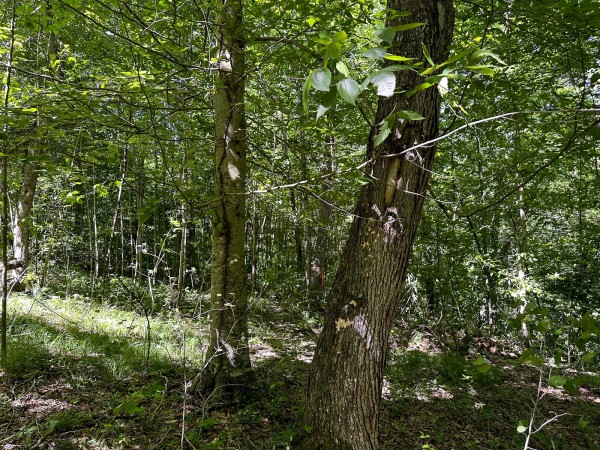 Tract 4 at The Woods on Wayne National Forest property photo